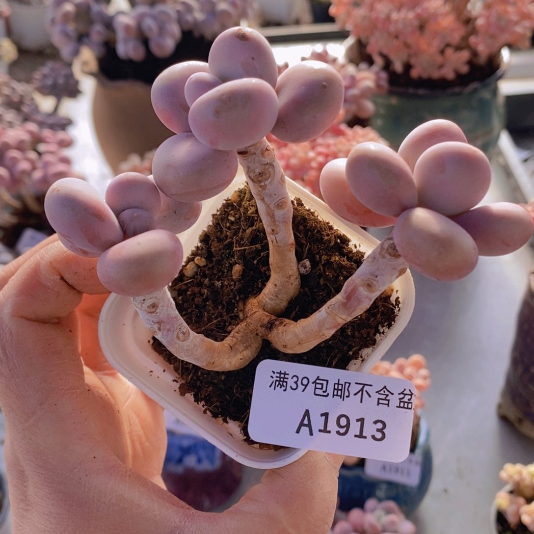 桃蛋老桩1913多肉植物
