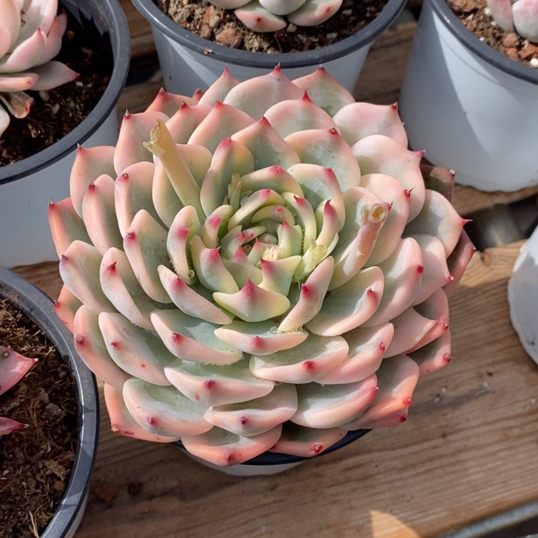 吉娃娃锦多肉植物