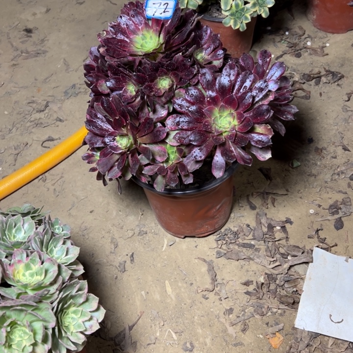 浮***萍多肉植物安娜法师