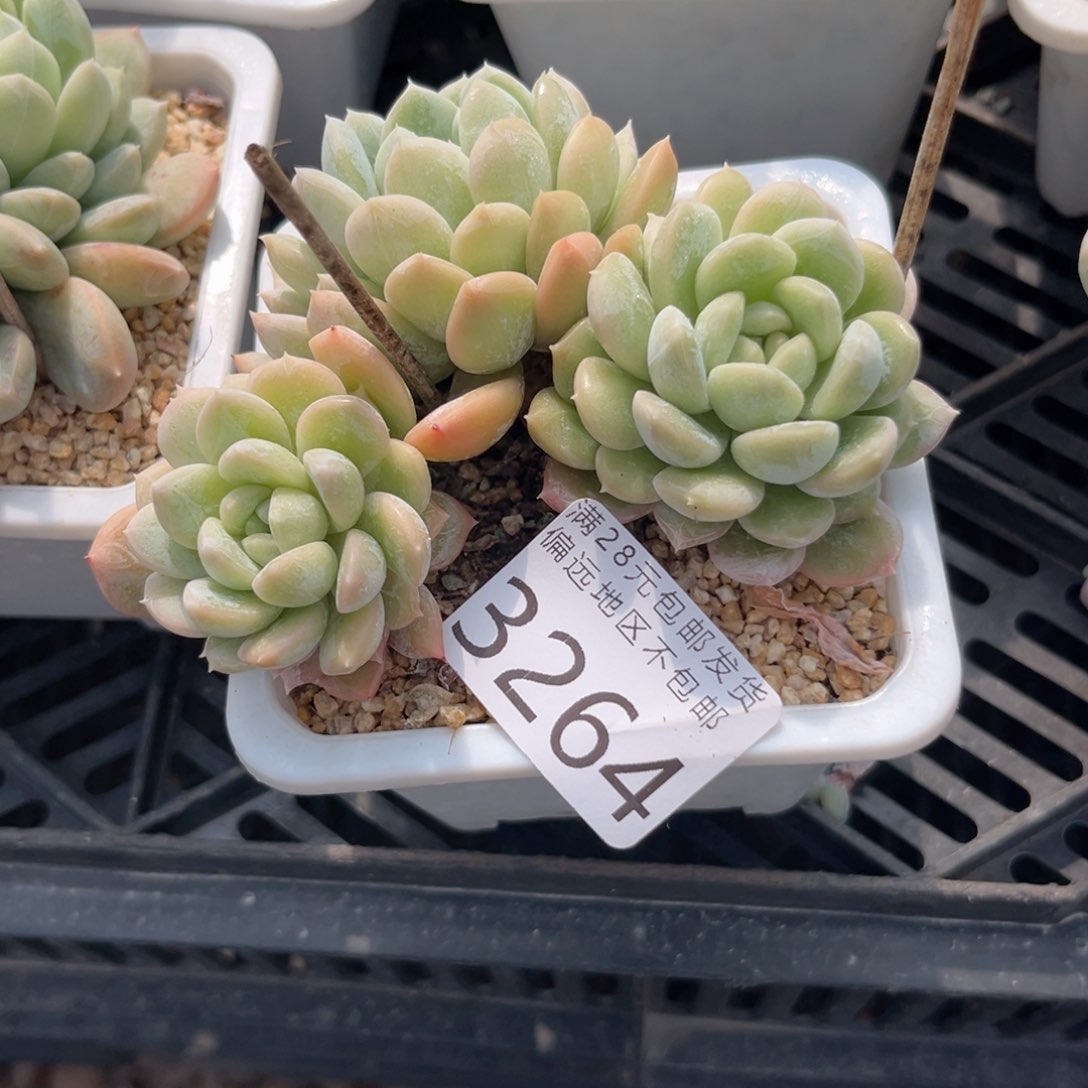 大3264、g xv c b v b