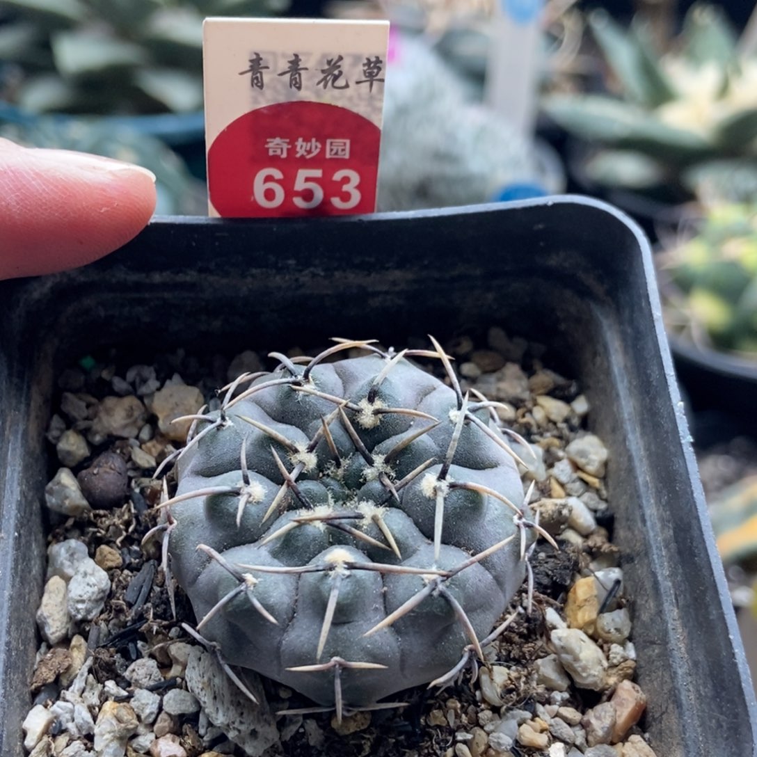 实生黑刺球一颗仙人球