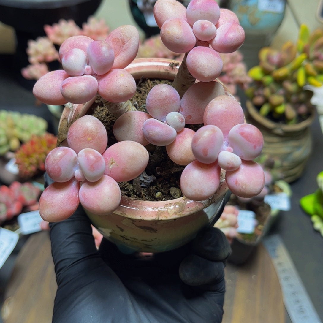 337糖果桃蛋9厘米多肉