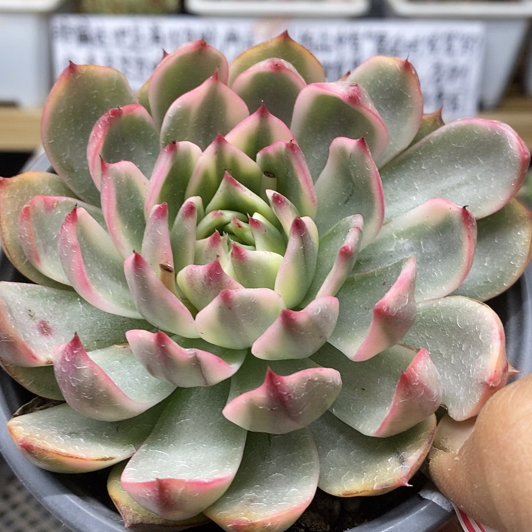 2641 桃花冰丝白覆轮锦 需延时发货