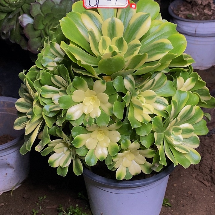 新尼亚老桩捧花819号