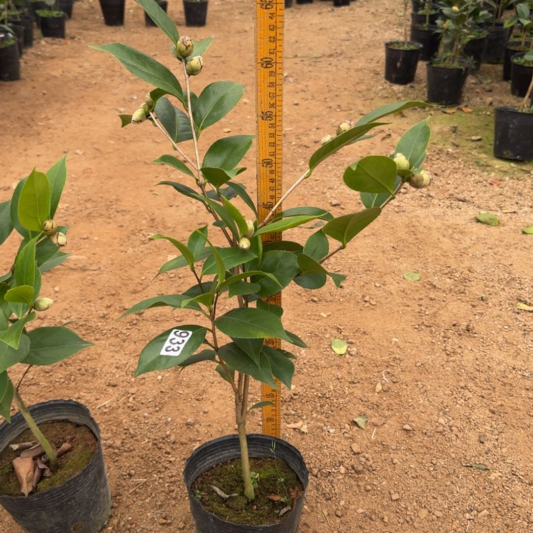 少量花朵（建议范围：2朵-5朵 或40%以下）933墨川