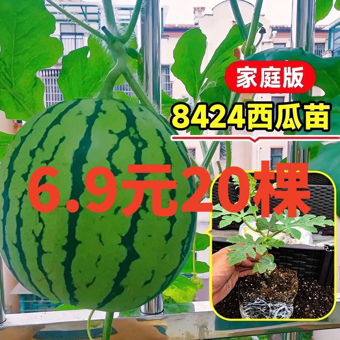 特价西瓜苗20棵8424西瓜苗
