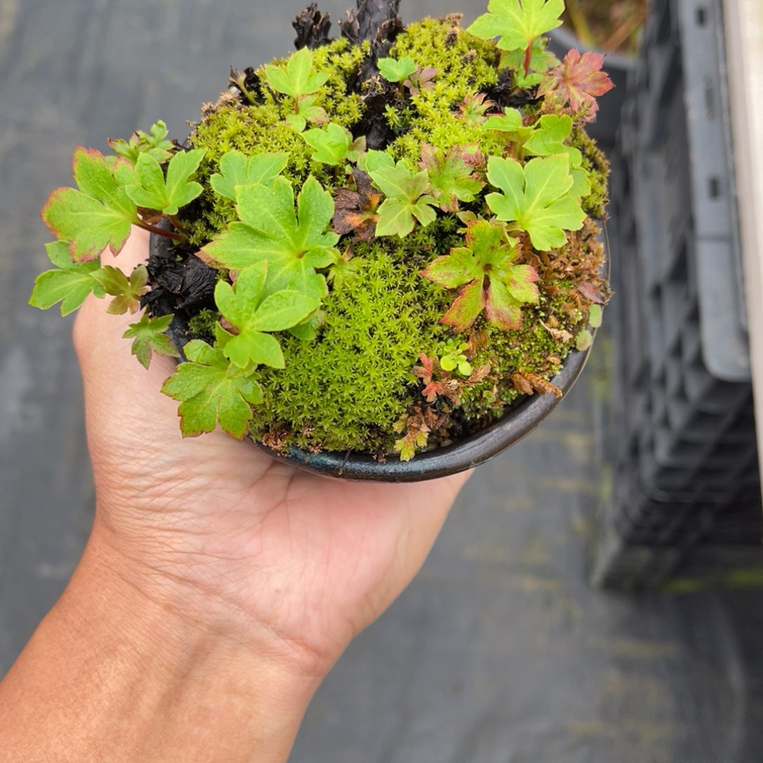 云***舒完全开放盆栽植物