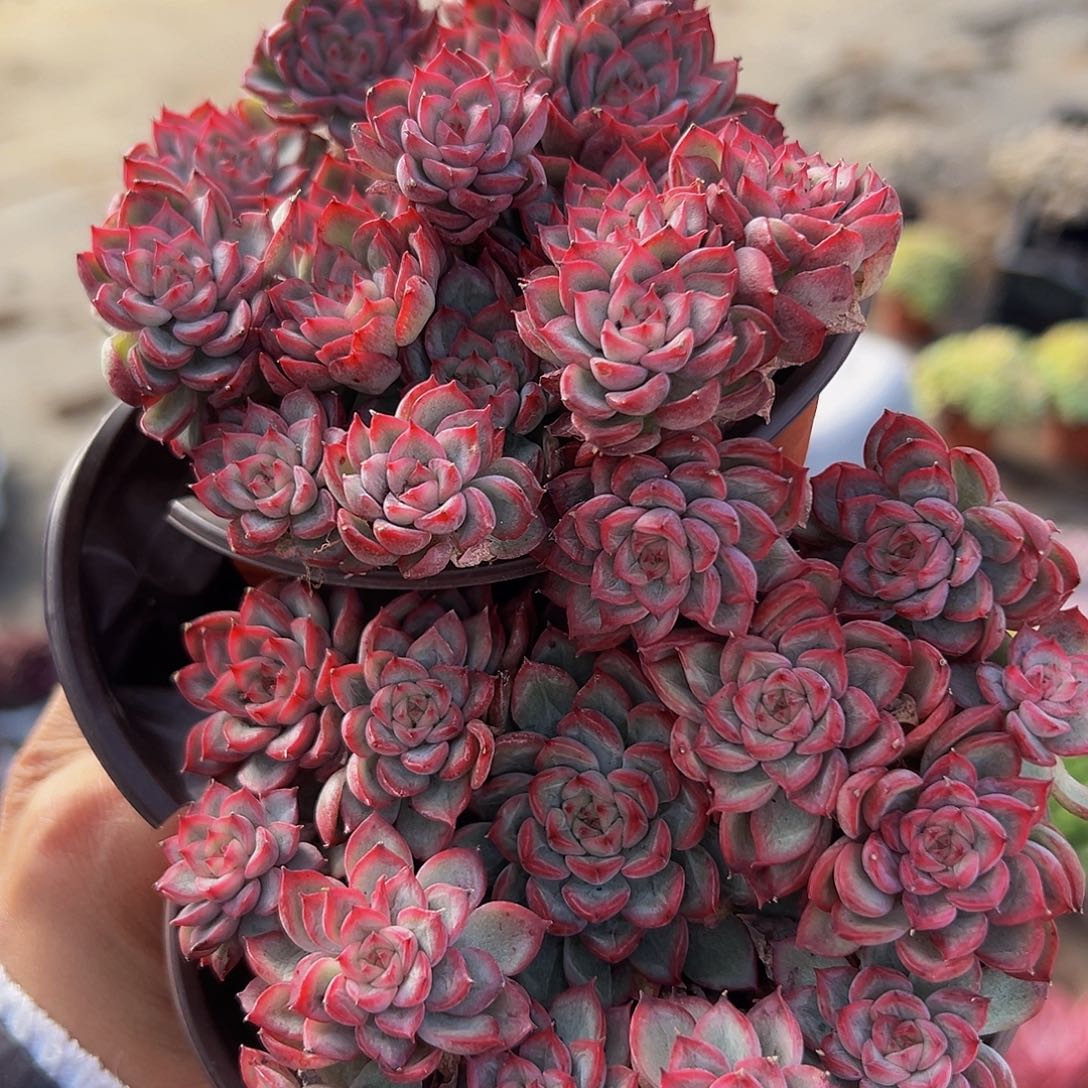 小叶女楚多头精品特价二盆