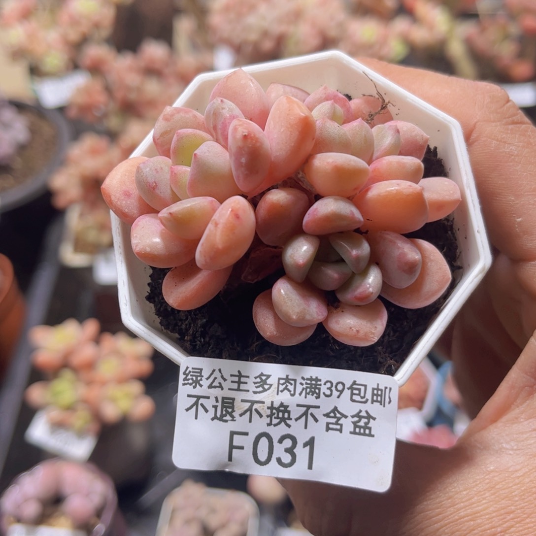 031粉桃花三头5c m