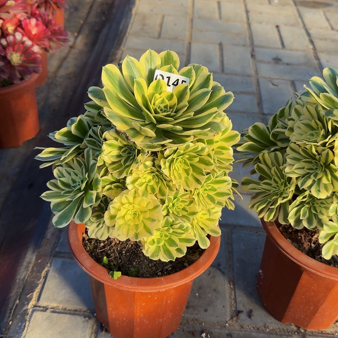 明*145迈巴赫44冠服22.3左右