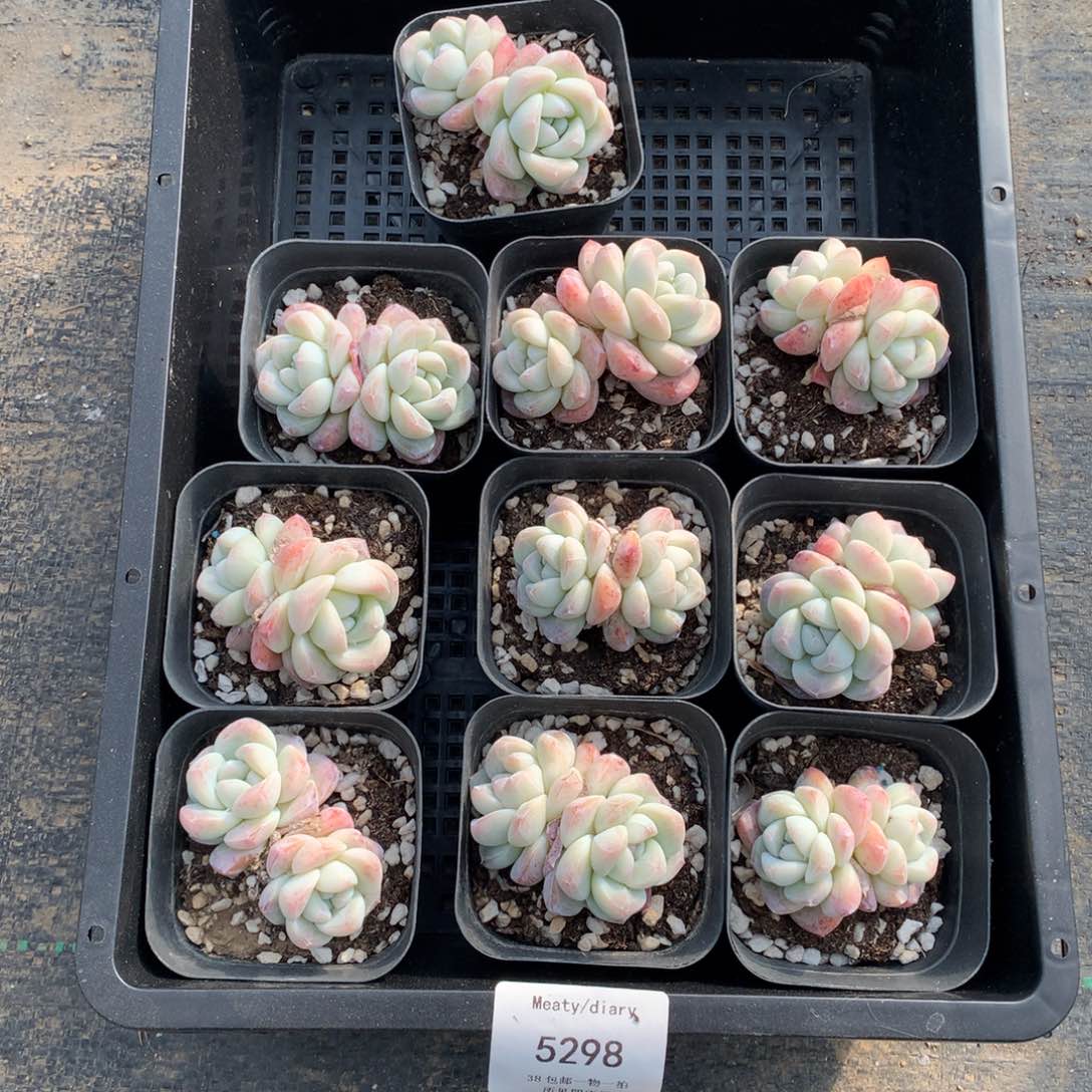 5298冰玉小脸双头5厘米左右10颗一组脱土发