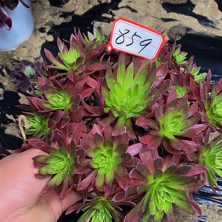 凤凰老桩捧花859号