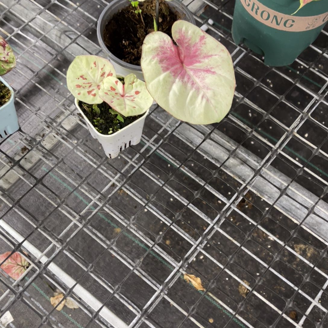 ****沫无花朵          142.543豹子女王之心不包售后