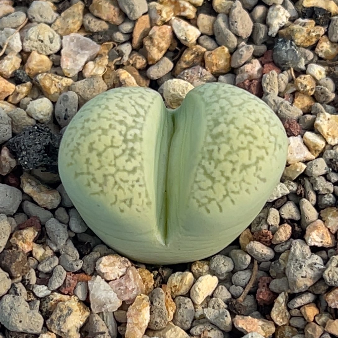 8879绿蛇纹一颗。    