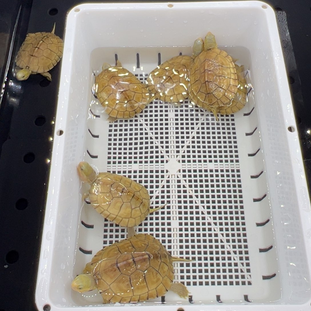 白***志绿毛龟母三黄小青龟加温包