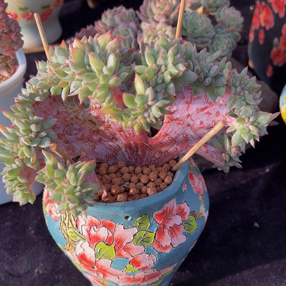 紫藤冰魄缀红色变异款微瑕