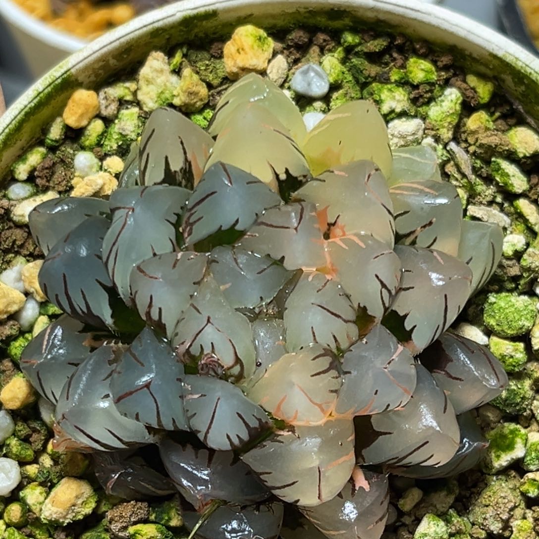 恭喜发财大吉大利660