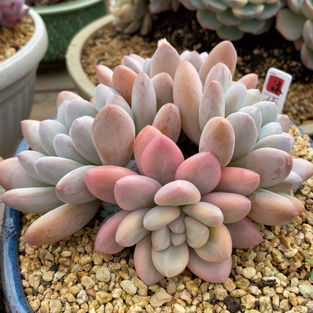 自助下单一物一拍多肉可寄养-香水复轮锦