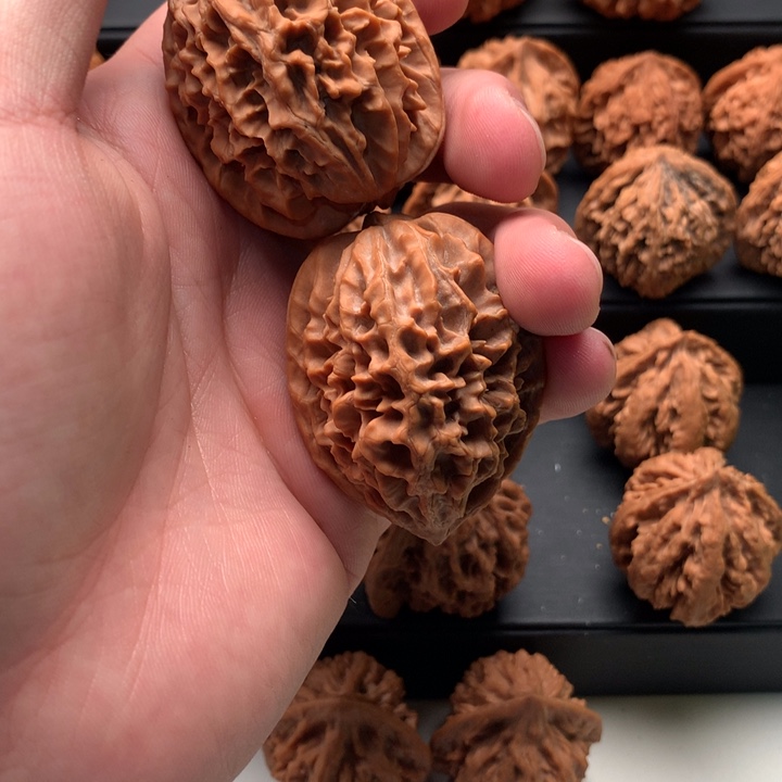 其他核桃虎*秦岭山脉和黄土高原