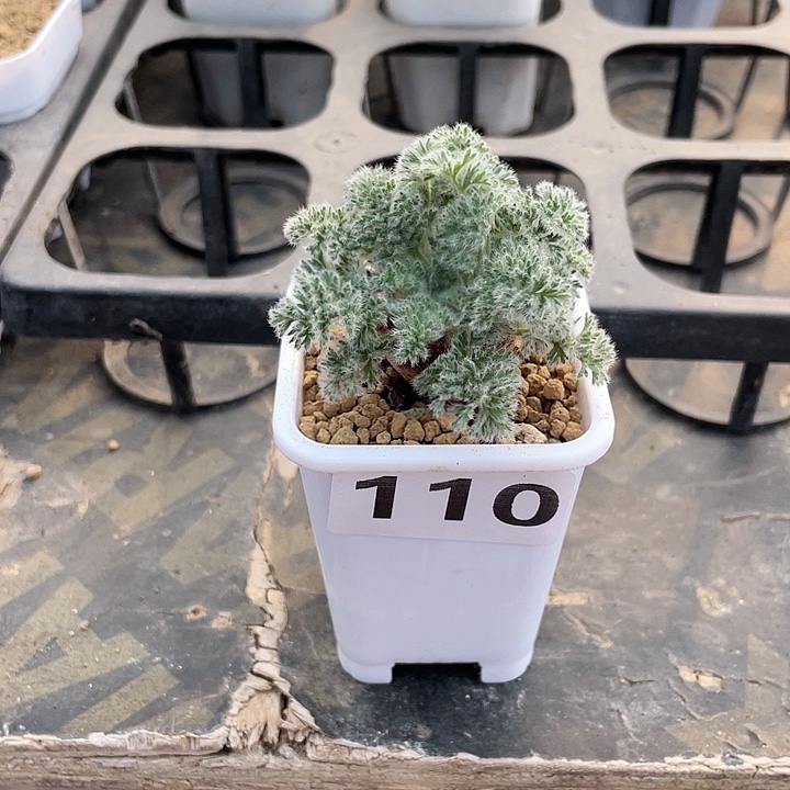 小****11 0羽叶杨葵块根