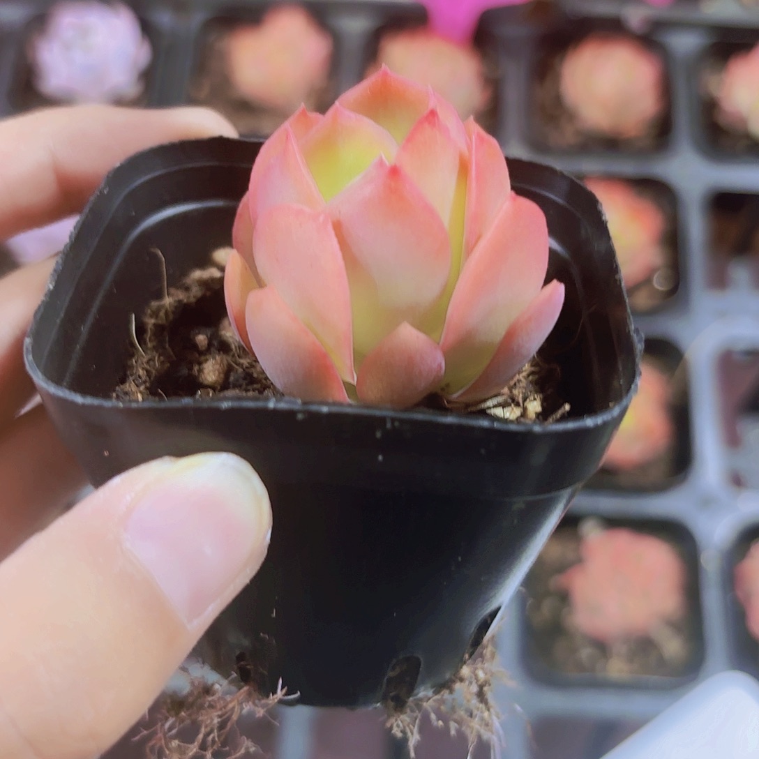 精品绮罗多肉植物
