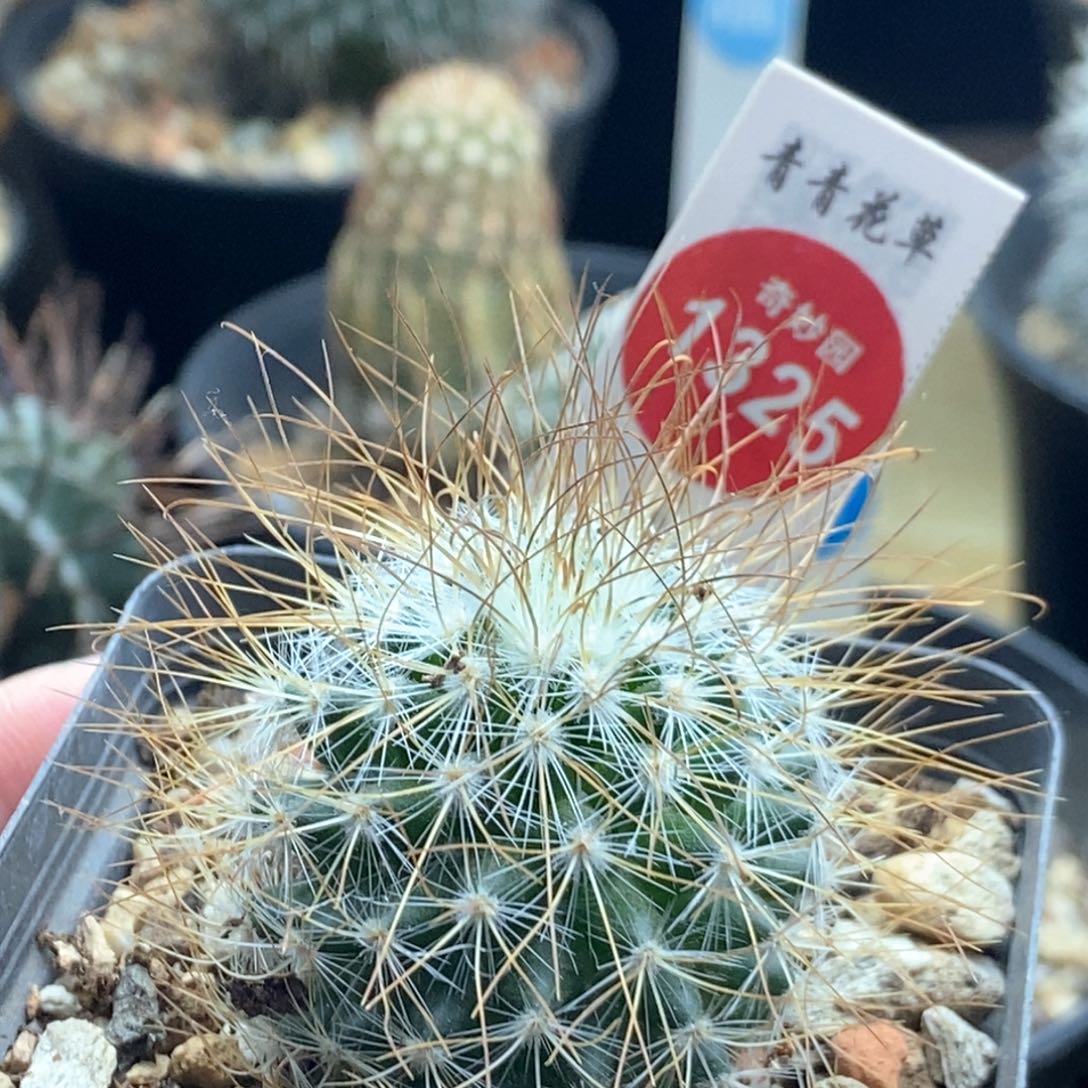 狂刺海泉3.7cm一棵仙人球