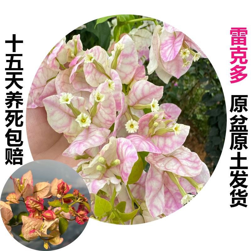 雷克多(三角梅)原生大苗四季开花老桩爬藤植物