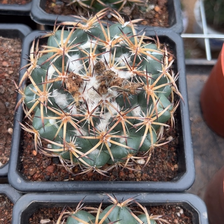 （***）吉祥如意的一天从早上