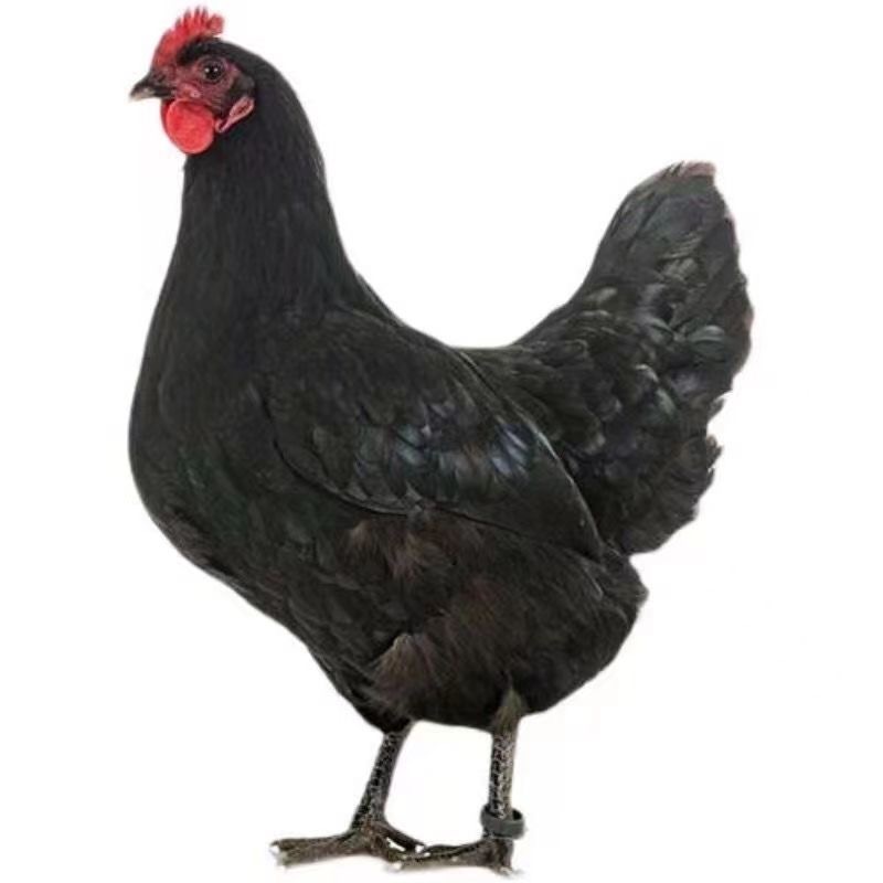 山林散养一年半老母鸡走地笨鸡现宰现发2 - 4斤黑羽白肉绿壳蛋