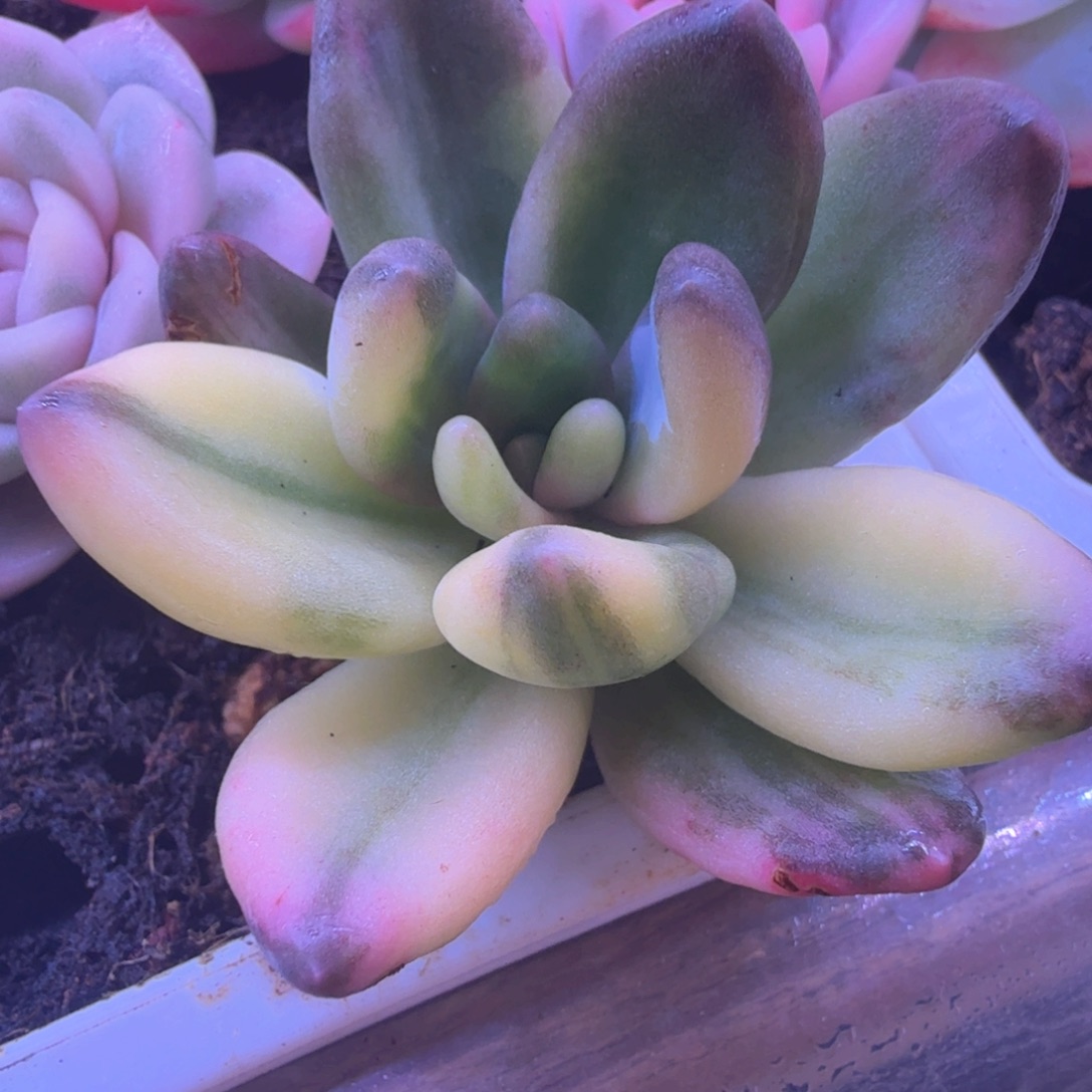 碗****碗哥 多肉植物锦 