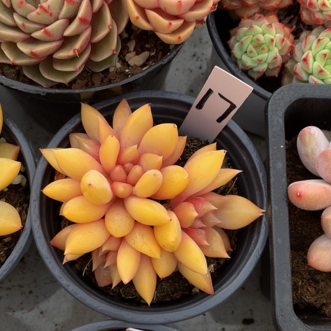 红象牙6262662626262