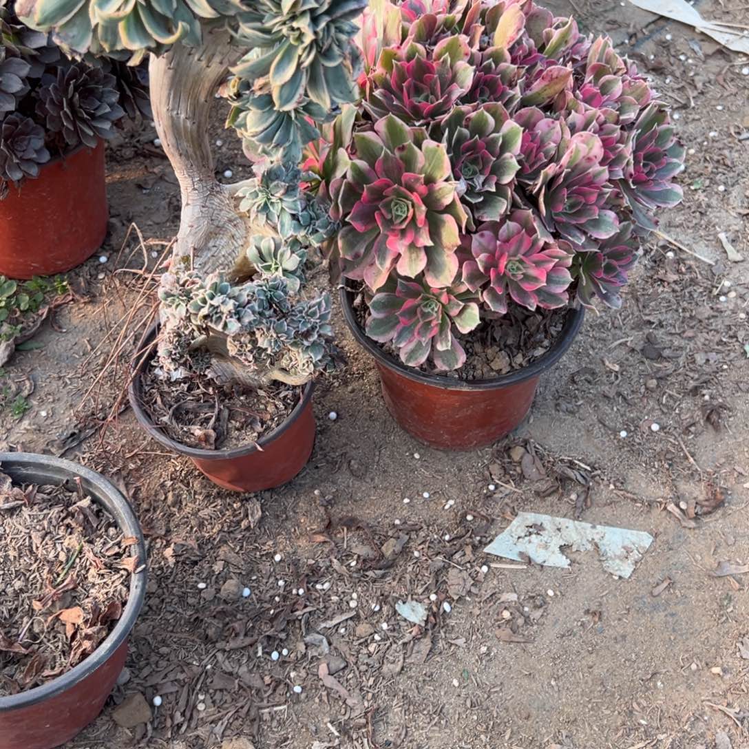 910两颗组合多肉植物