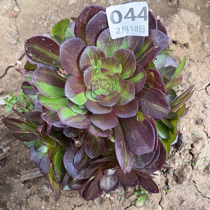 2.18-44花月夜多肉1