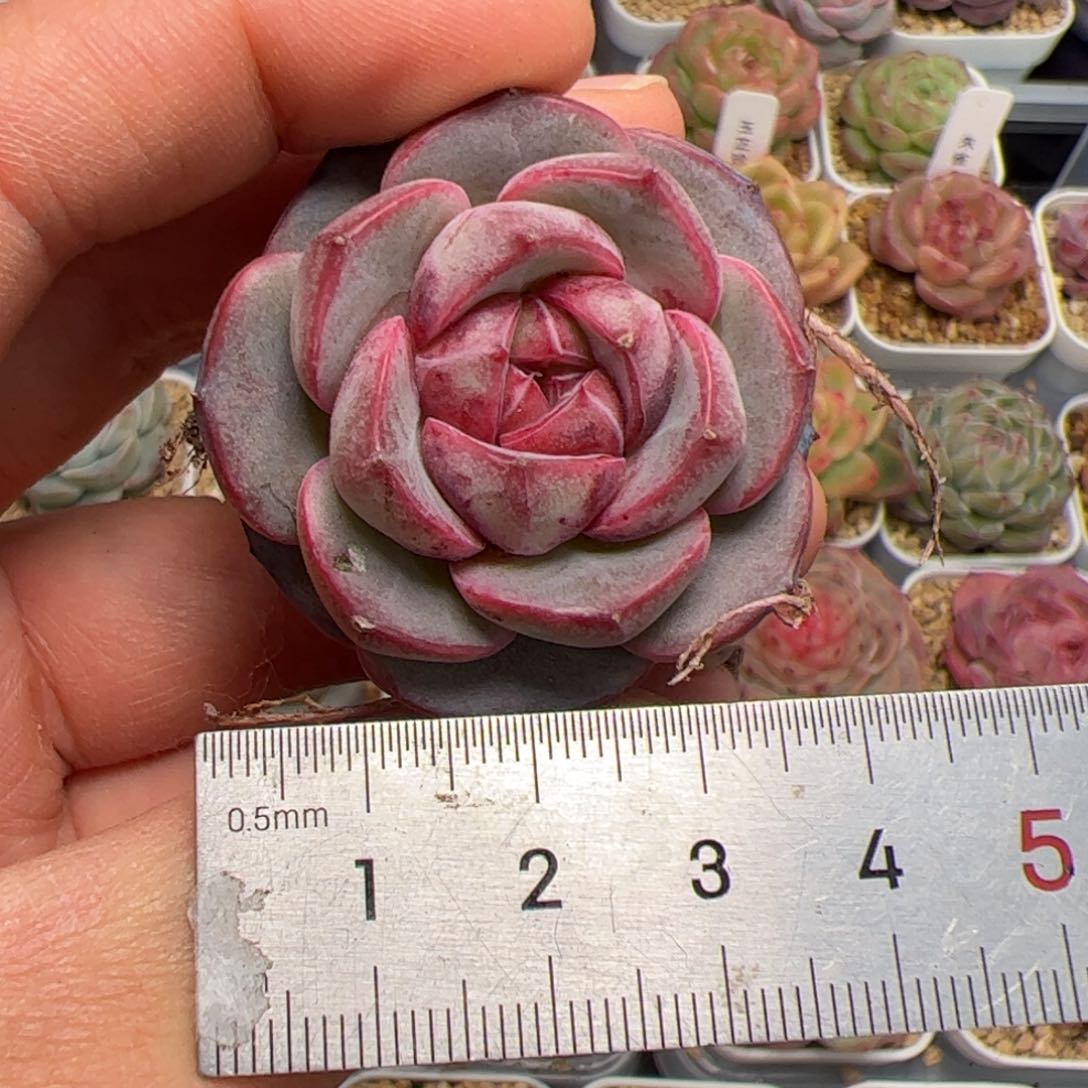 仰***光468 多肉植物组合