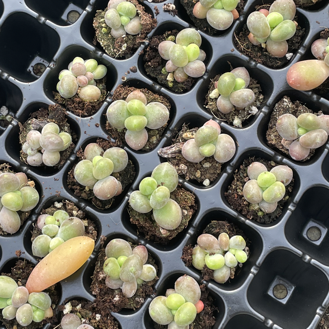 芒果奶多肉穴盘满18包邮偏远地区除外