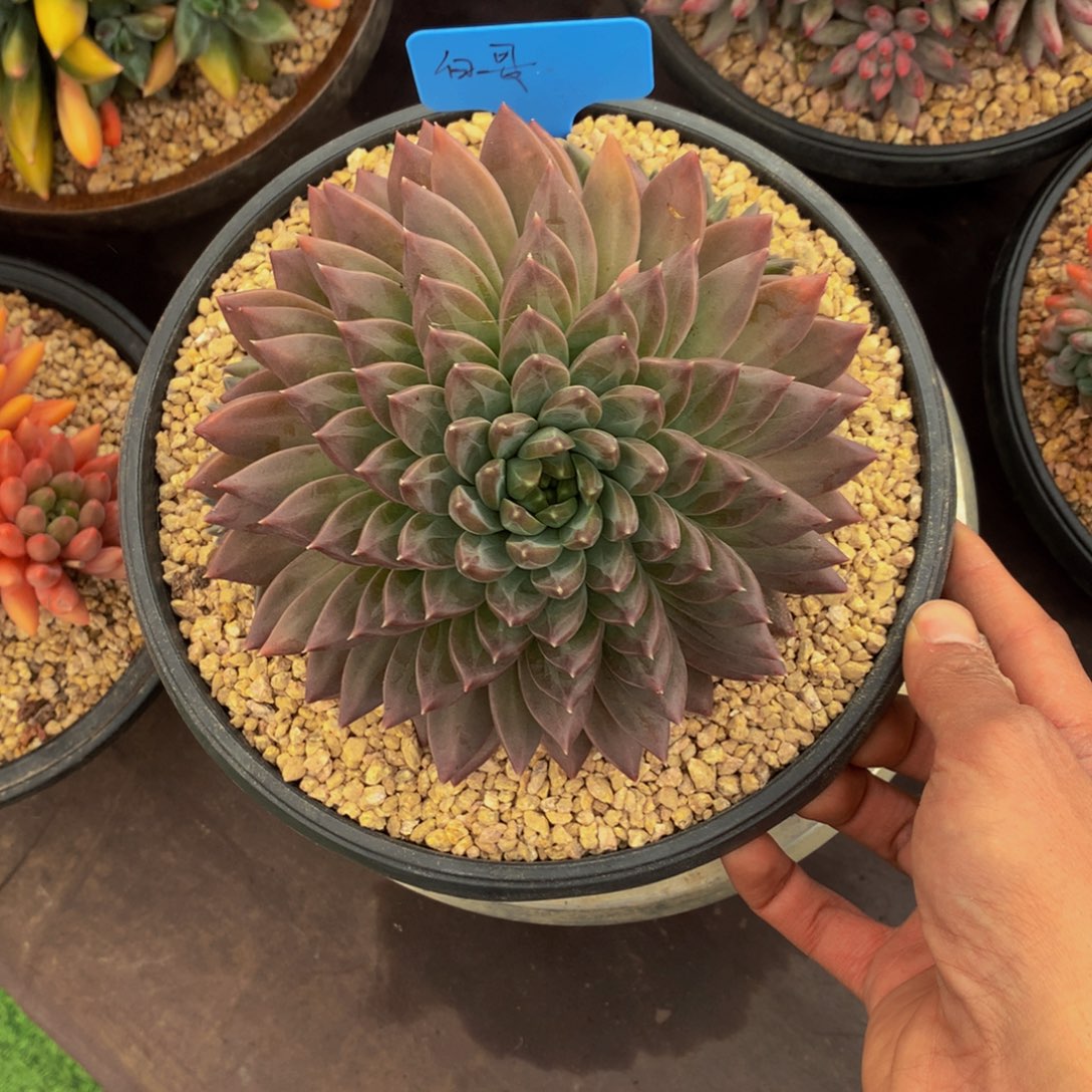 斯图尔特叠叶美人多肉植物