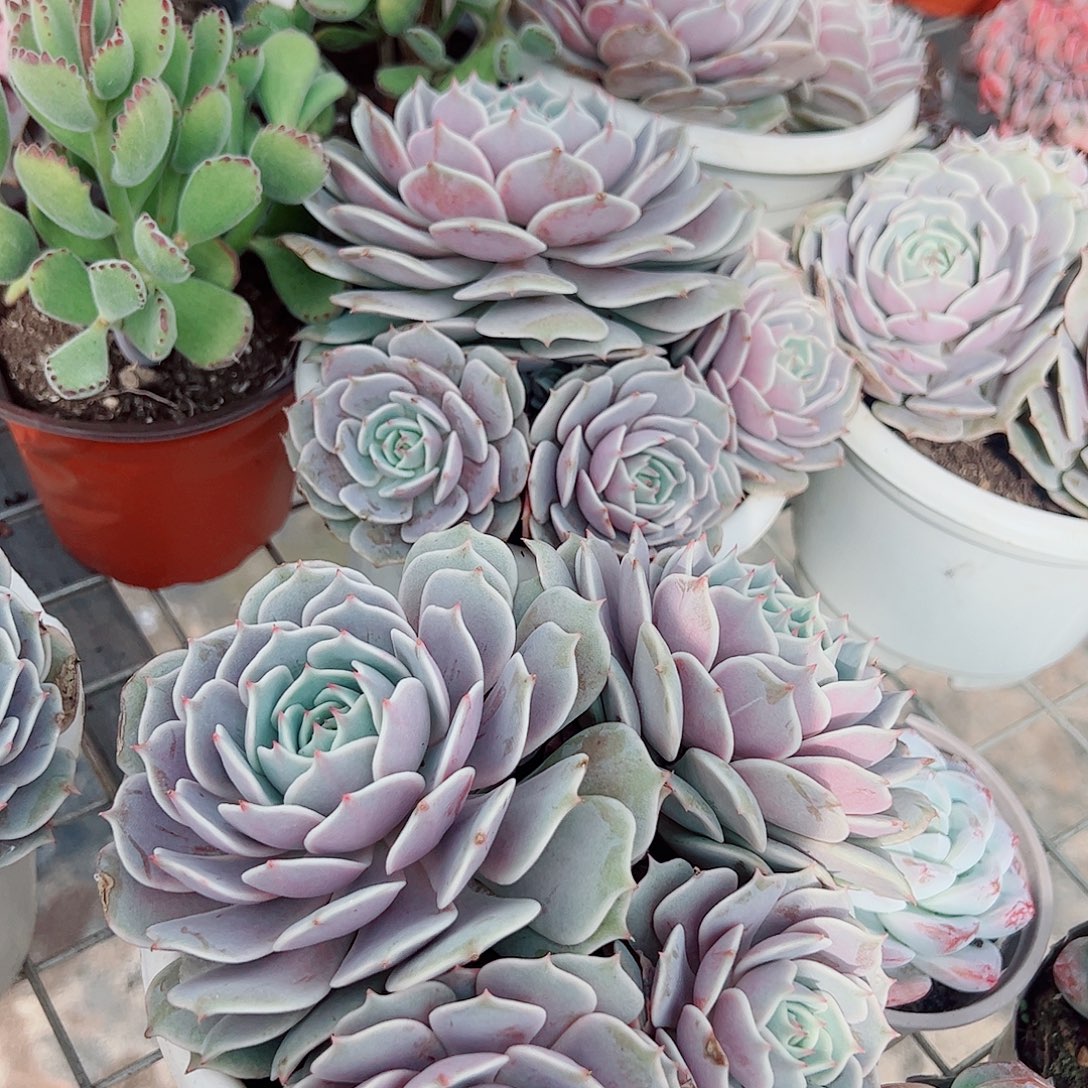 露娜莲多头群生老桩特价