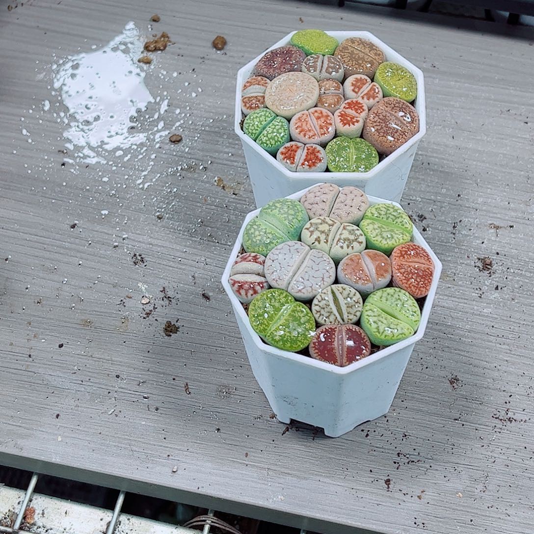 生石花玉露一勿一拍
