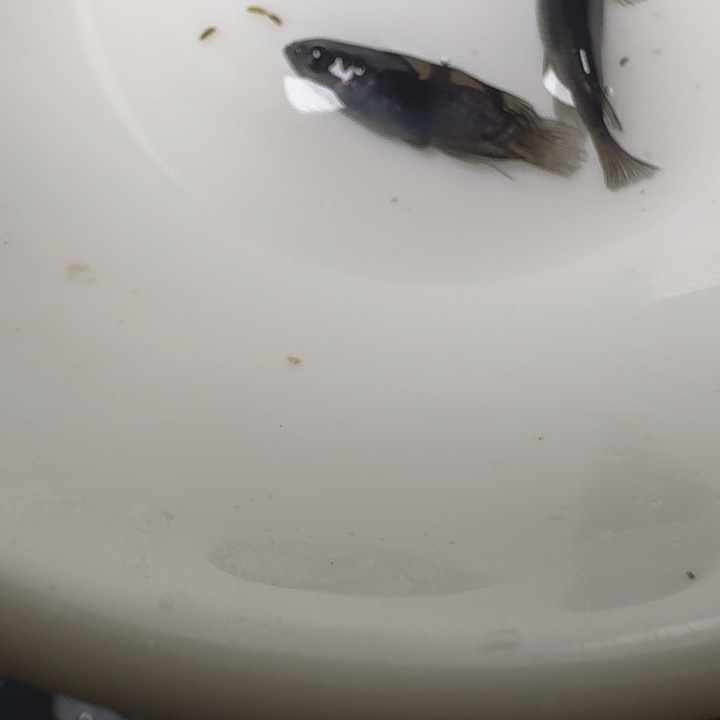青鳉鱼37号拍品大蛇短球