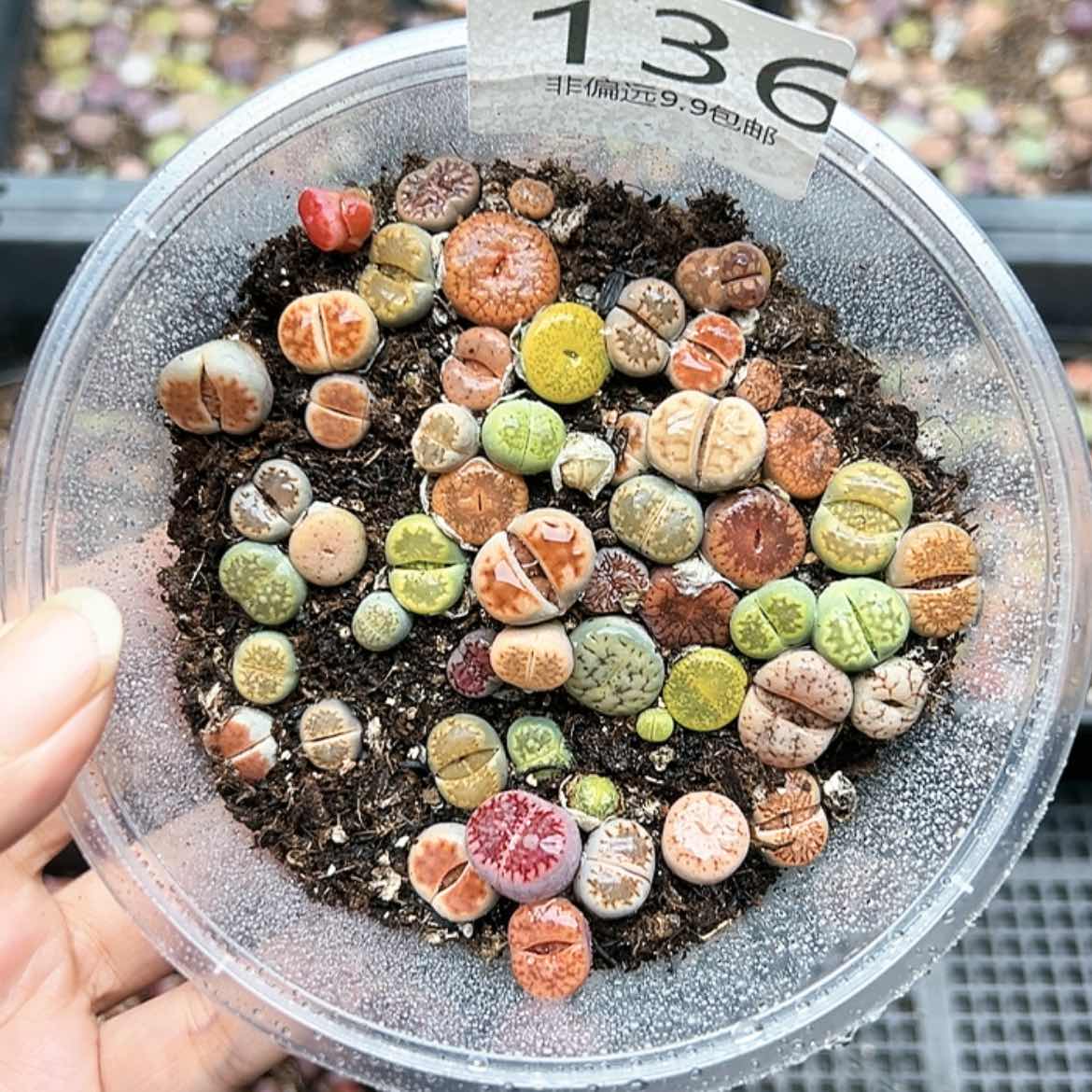 【闪购商品】136号生石花混合