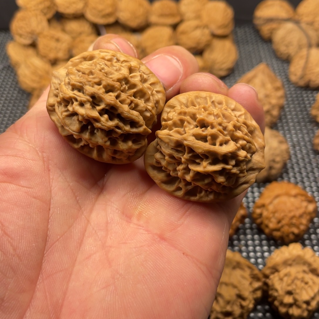 秦岭的小王核桃啊啊啊