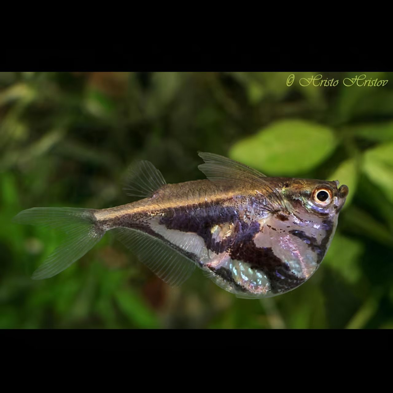 小型热带精品观赏鱼 灯科鱼 阴阳巨斧燕子 好养易活淡水群游鱼