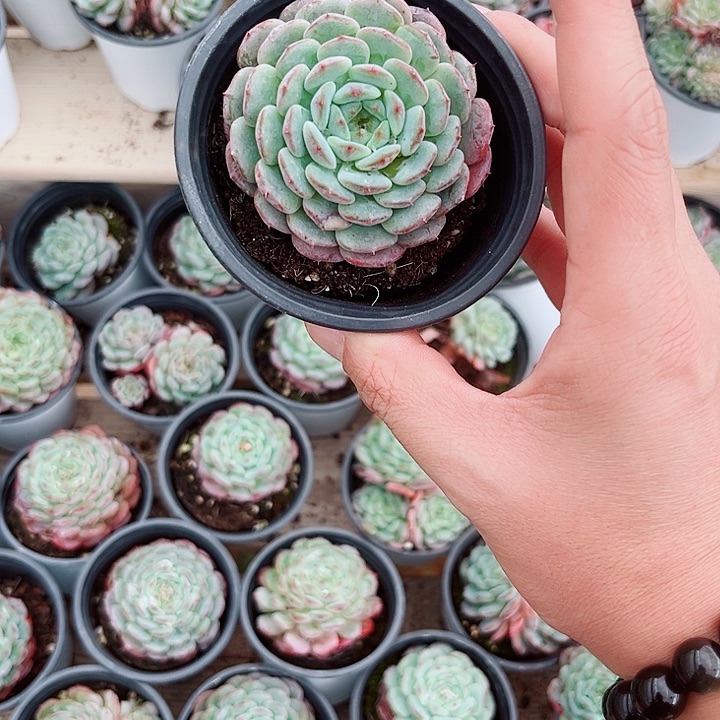 单头白胖子多肉植物