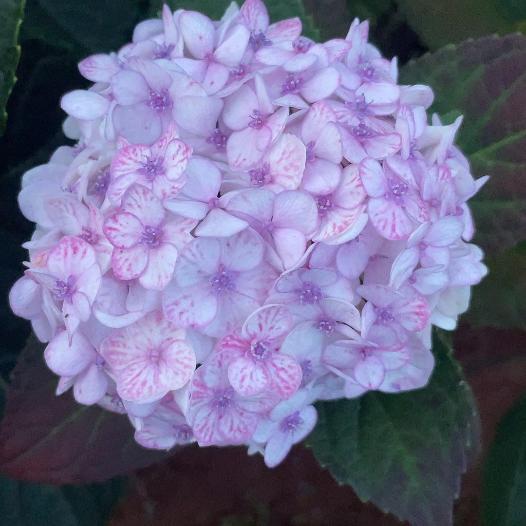 绣球切花一物一拍3枝起包邮，332
