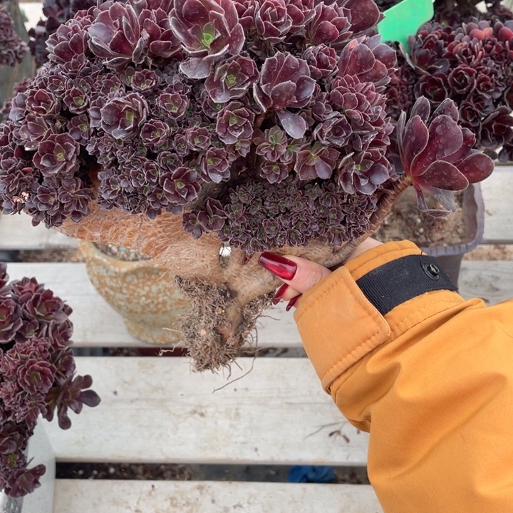 多肉的大长毛猫眼啊这不是猫