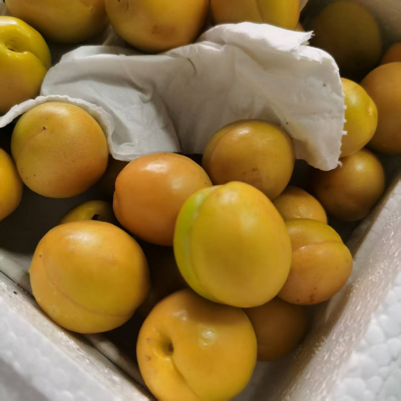 油杏1箱（毛重约2.5斤）