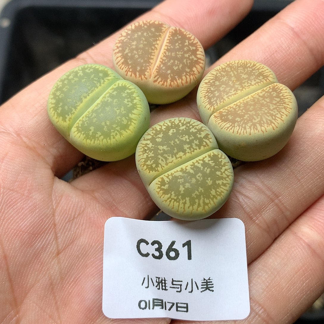 C361多肉植物保护