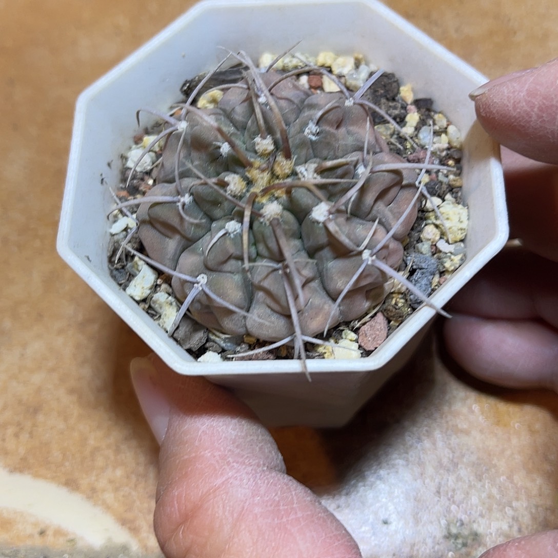 实生大尤龟甲仙人球一物一拍