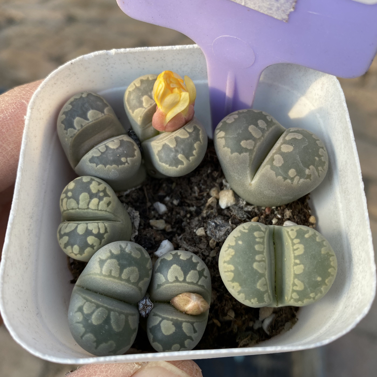 S148整盆发货一物一拍6.5cm的盆大津绘