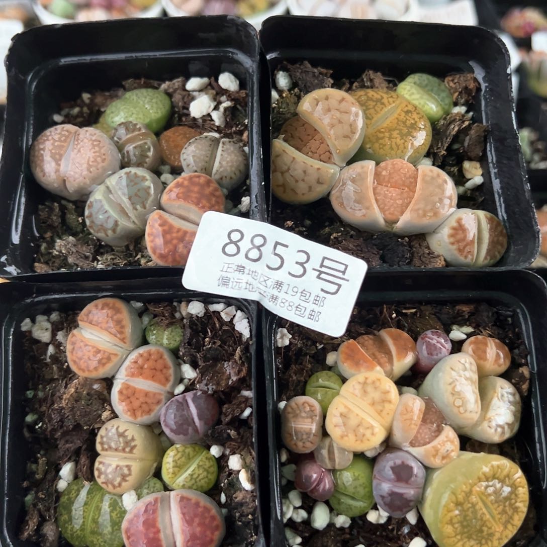 好养易活生石花大母本8853到手4盆